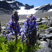 Lupinus altimontanus - Photo (c) Fabien Anthelme, some rights reserved (CC BY-NC), uploaded by Fabien Anthelme