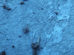 Termitoidae