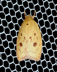 Prionocris protoxantha