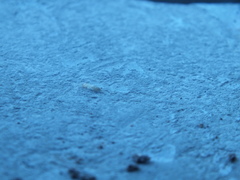 Termitoidae