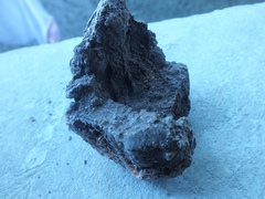 Termitoidae