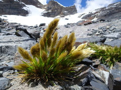 Deschampsia ovata
