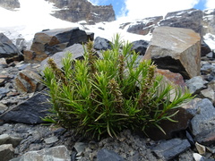 Senecio pentlandianus