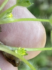 Ranunculus parviflorus
