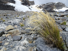 Calamagrostis glacialis