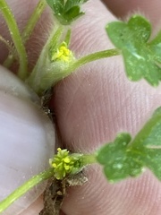 Ranunculus parviflorus