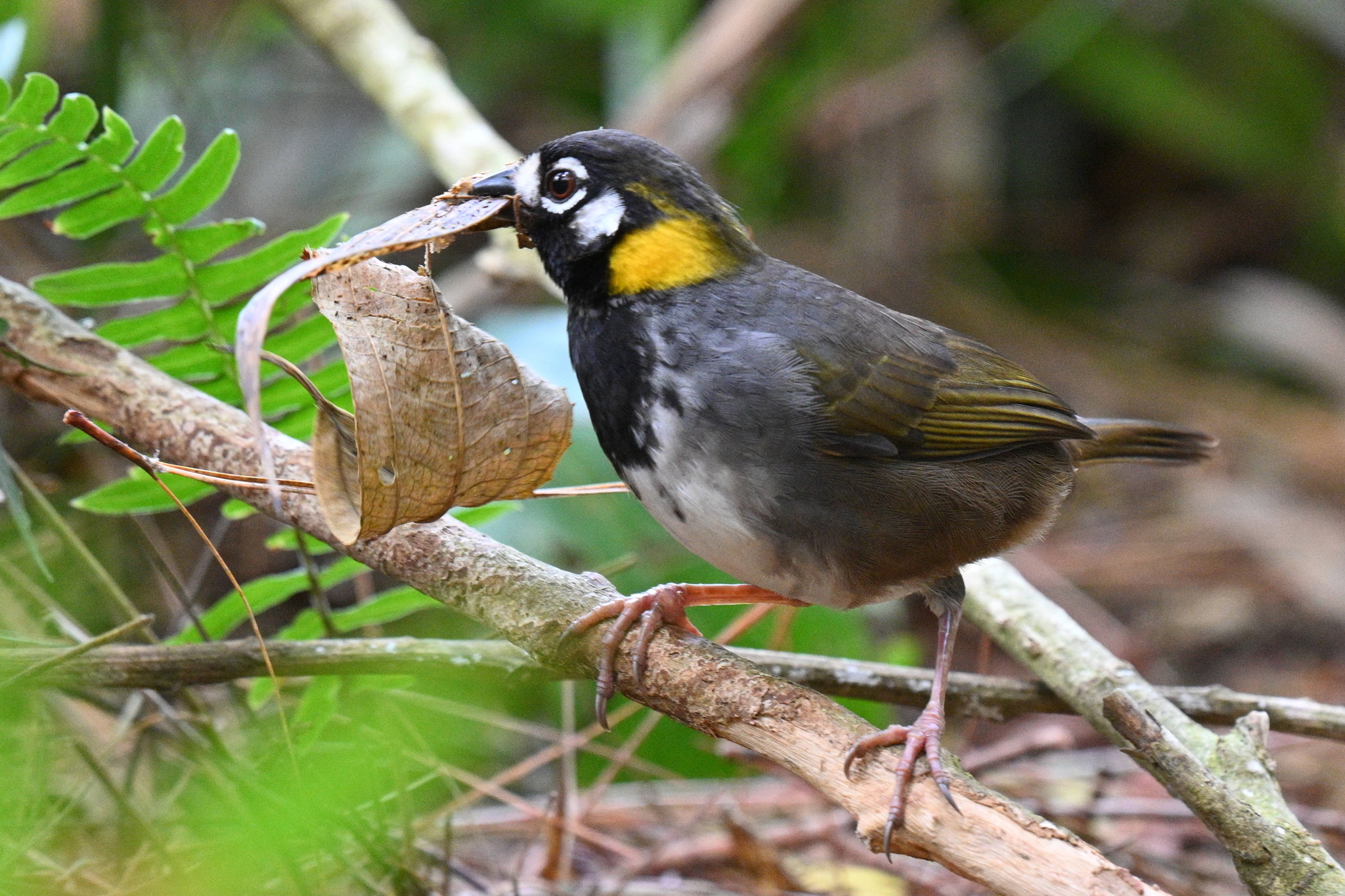 White-eared Ground Sparrow (Melozone leucotis), photo 6