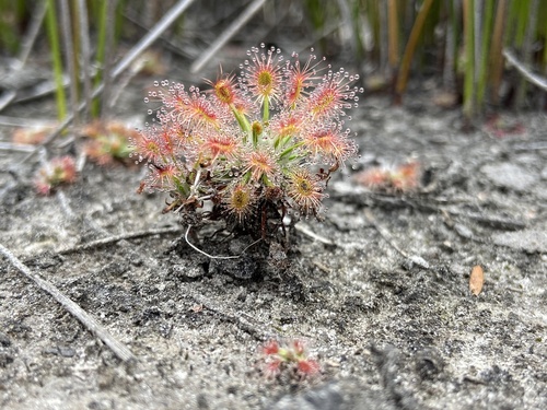 Drosera verrucata Lowrie & Conran