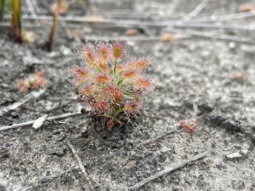 Drosera verrucata Lowrie & Conran 2