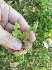 Ranunculus parviflorus