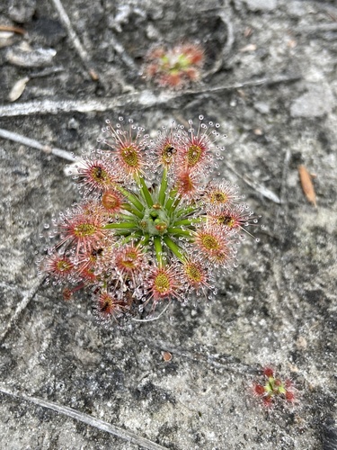 Drosera verrucata Lowrie & Conran 3