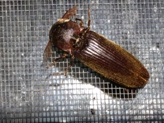 Pseudotetralobus australasiae