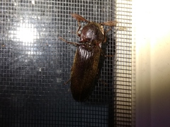 Pseudotetralobus australasiae