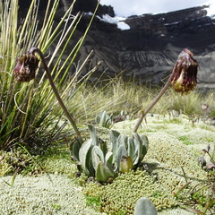 Senecio candollei
