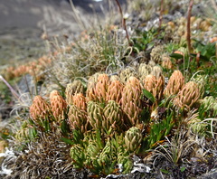 Phlegmariurus andinus