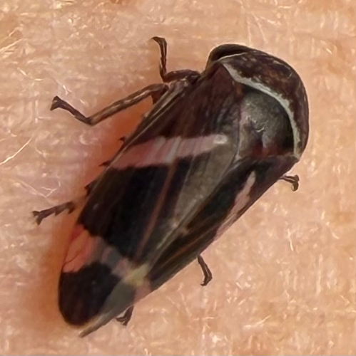 Eurymeloides bicincta observed 2026-04-21