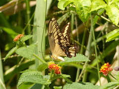 Heraclides thoas brasiliensis