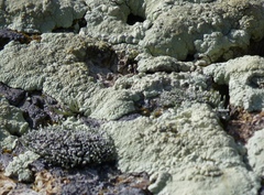 Protoparmeliopsis pinguis