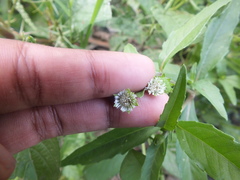 Eclipta prostrata