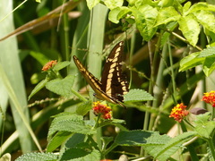 Heraclides thoas brasiliensis