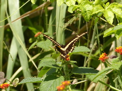 Heraclides thoas brasiliensis