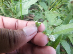 Eclipta prostrata
