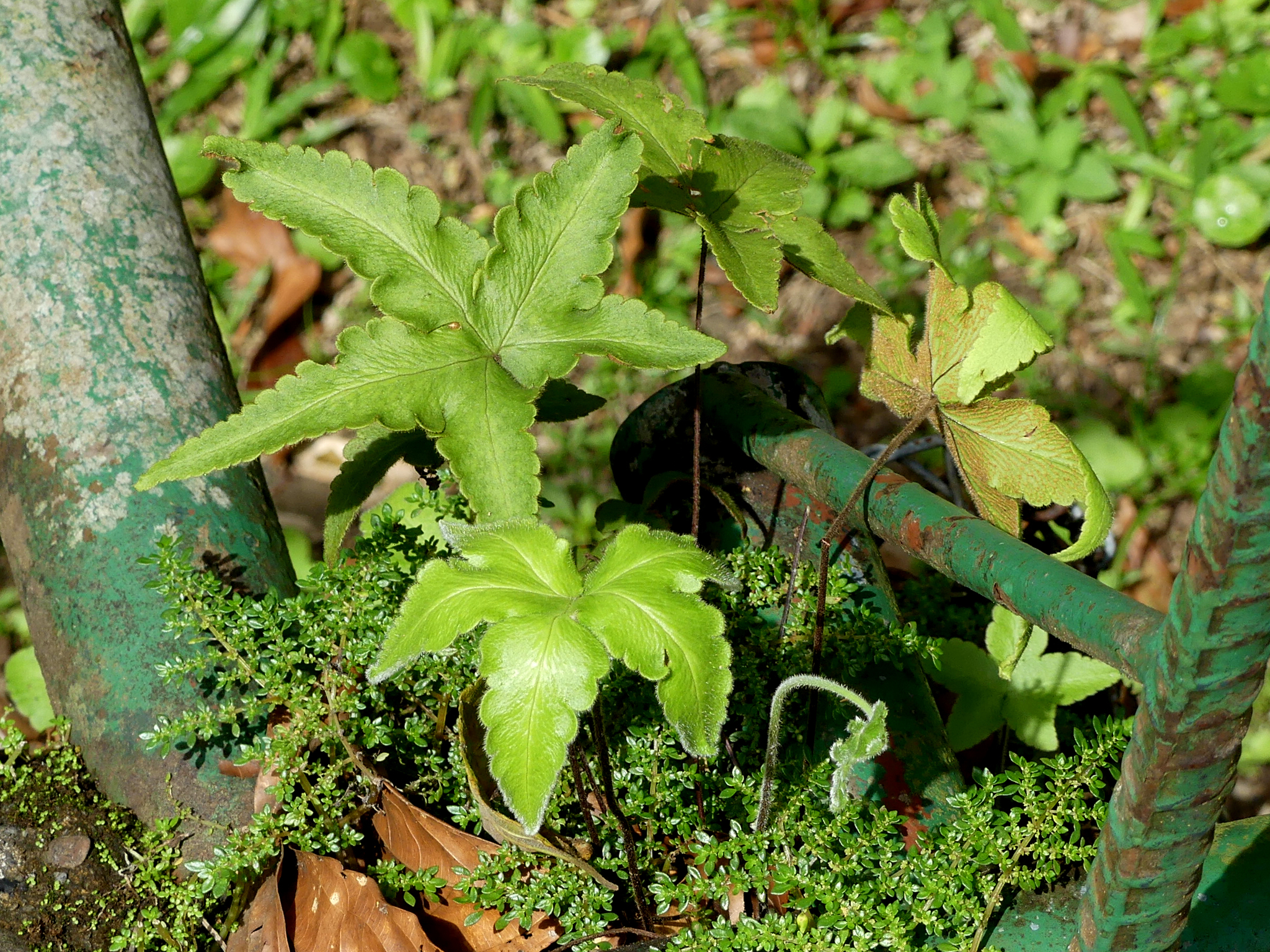 Hemionitis palmata