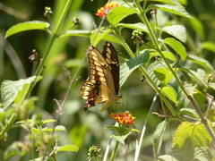 Heraclides thoas brasiliensis
