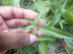 Eclipta prostrata