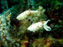 Sepia bandensis