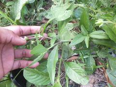 Eclipta prostrata