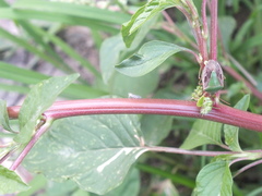 Fulgoromorpha