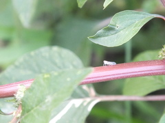 Fulgoromorpha