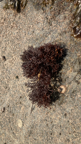 Apophlaea lyallii observed 2026-04-21