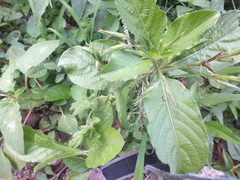 Lepidoptera
