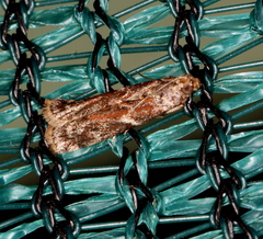 Ephestiopsis oenobarella