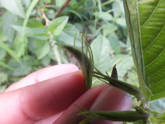 Lepidoptera