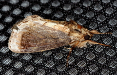 Zalissa catocalina