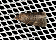 Paromphale caeca