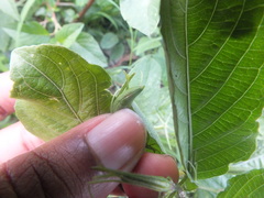 Lepidoptera