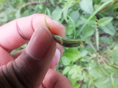 Lepidoptera