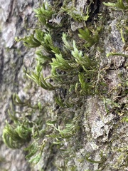 Forsstroemia trichomitria