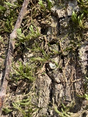 Forsstroemia trichomitria