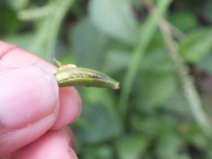 Lepidoptera
