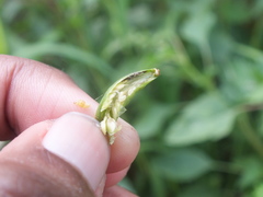 Lepidoptera
