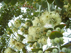 Eucalyptus pulverulenta