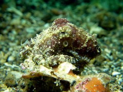 Hapalochlaena lunulata