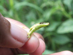 Lepidoptera