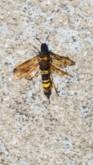 Eriotremex formosanus