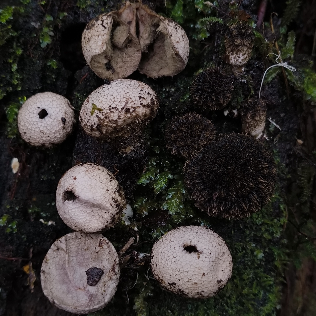 Lycoperdon compactum · April 2026 · photo: © zedt (iNaturalist, cc-by)